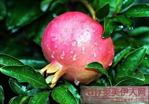 秋季有妙招 11种最美腿养腿蔬果