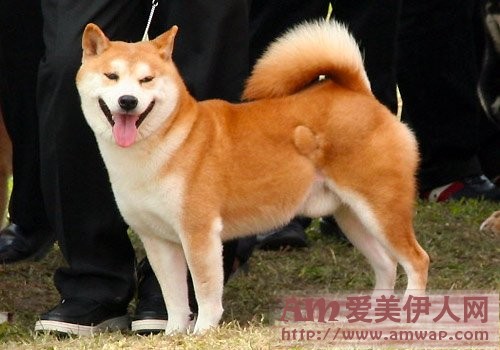 养宠偏好测你的人际关系?