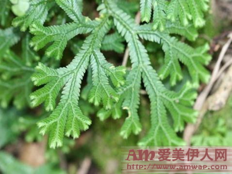 立体保养，弹润加乘 urara悠莱臻弹柔采系列全新升级上市